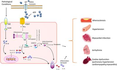 P2X7 Receptor–Mediated Inflammation in Cardiovascular Disease